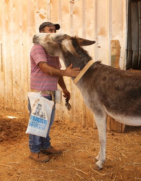 safe haven for donkeys in the holy land|A Sanctuary for Donkeys in the Holy Land .